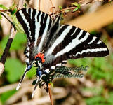 Zebra Swallowtail Butterfly - Eurytides marcellus